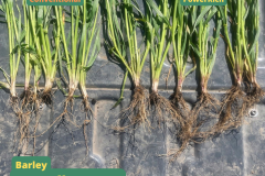 Barley - 1