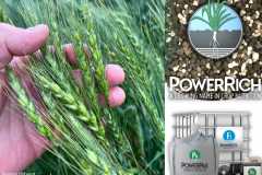 Wheat - 1