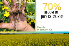 Canola Didsbury, AB July 2023 - 1