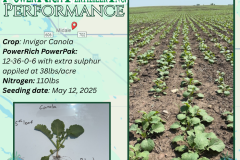 Midale Sask, Invigor Canola - 1