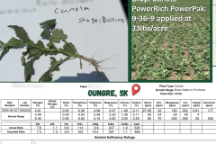 Copy of Oungre, SK.  Canola - 1