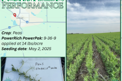 Estevan SK,  Peas - 1