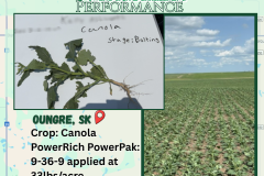 Copy of Oungre, SK.  Canola (Facebook Post) - 1